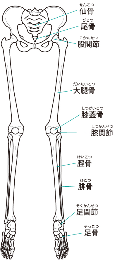下肢