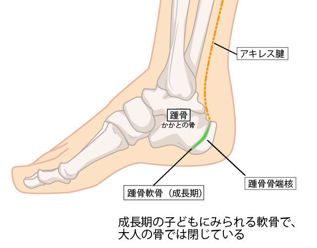 端骨のイラスト