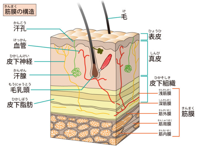 筋膜のイラスト